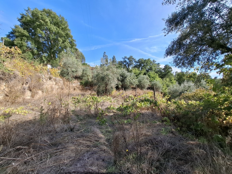 Lote 1