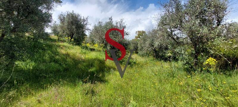 Lote 2