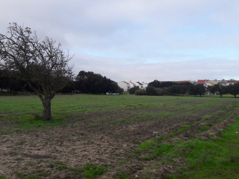 Lote 1