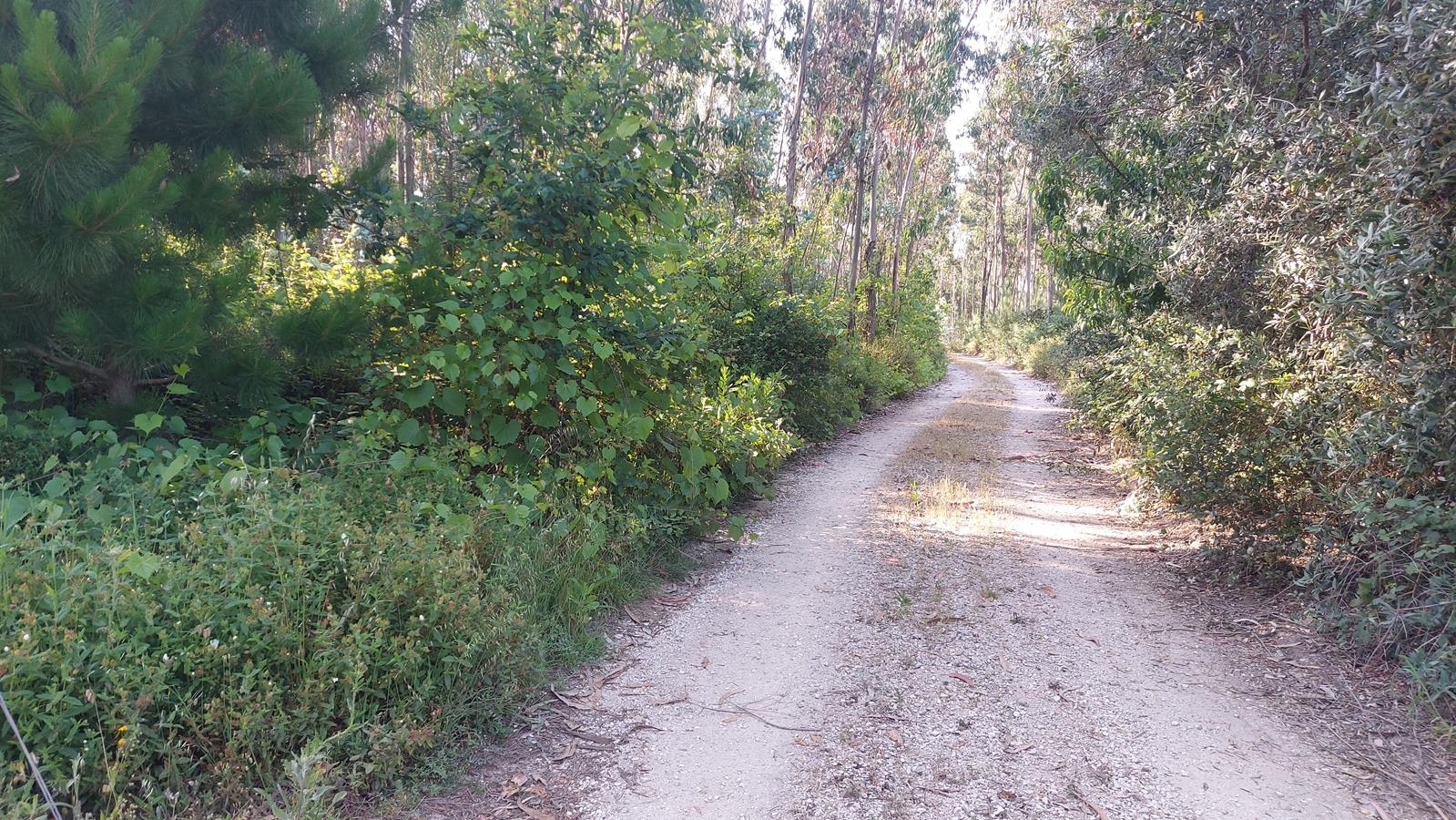 Lote 4