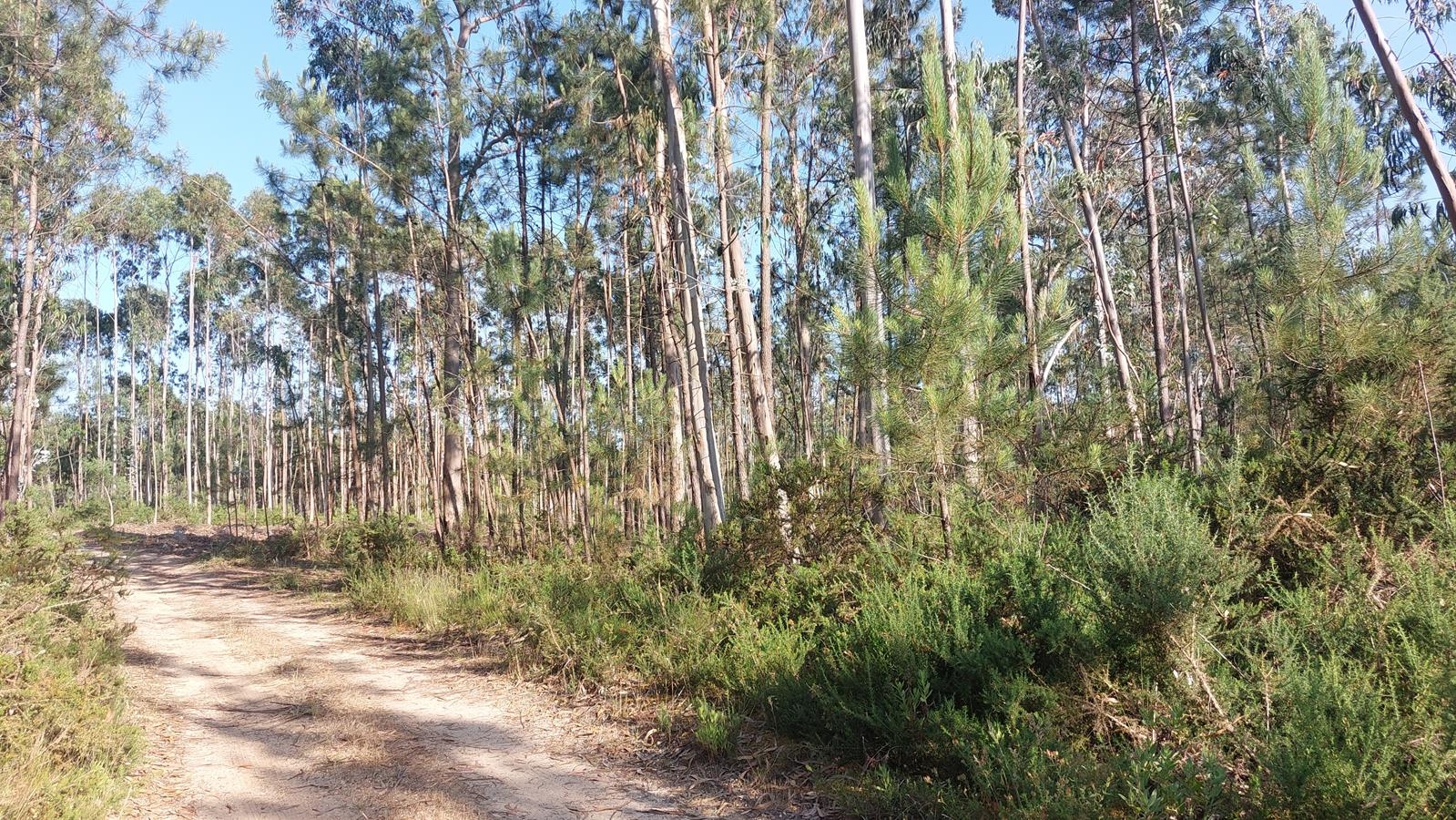 Lote 5