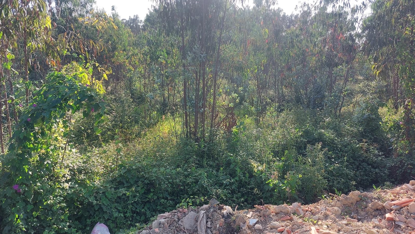 Lote 6