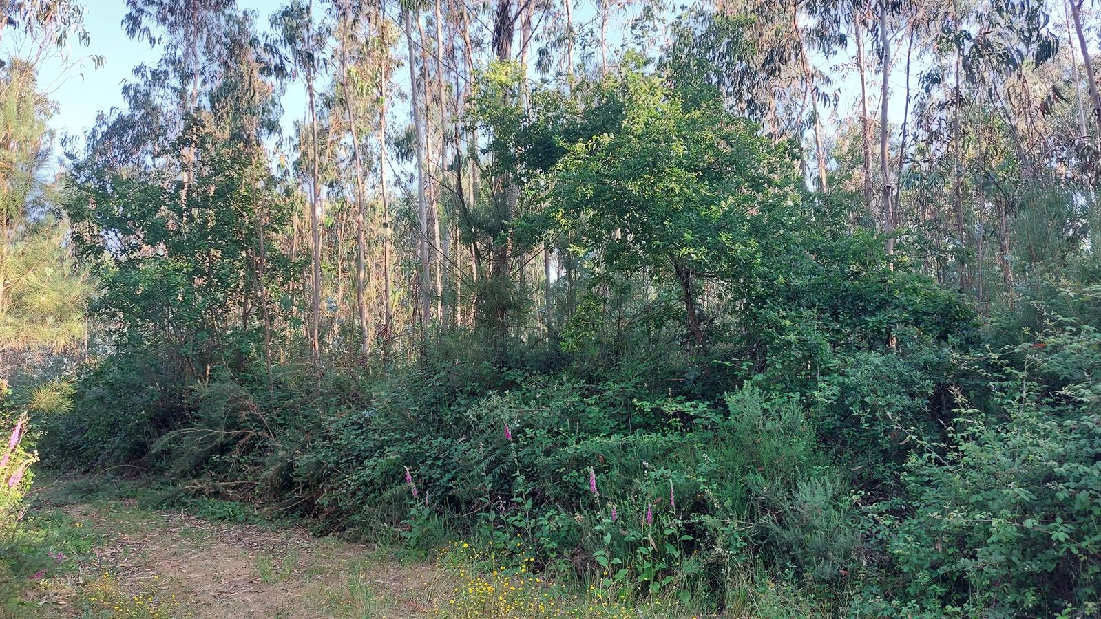 Lote 7