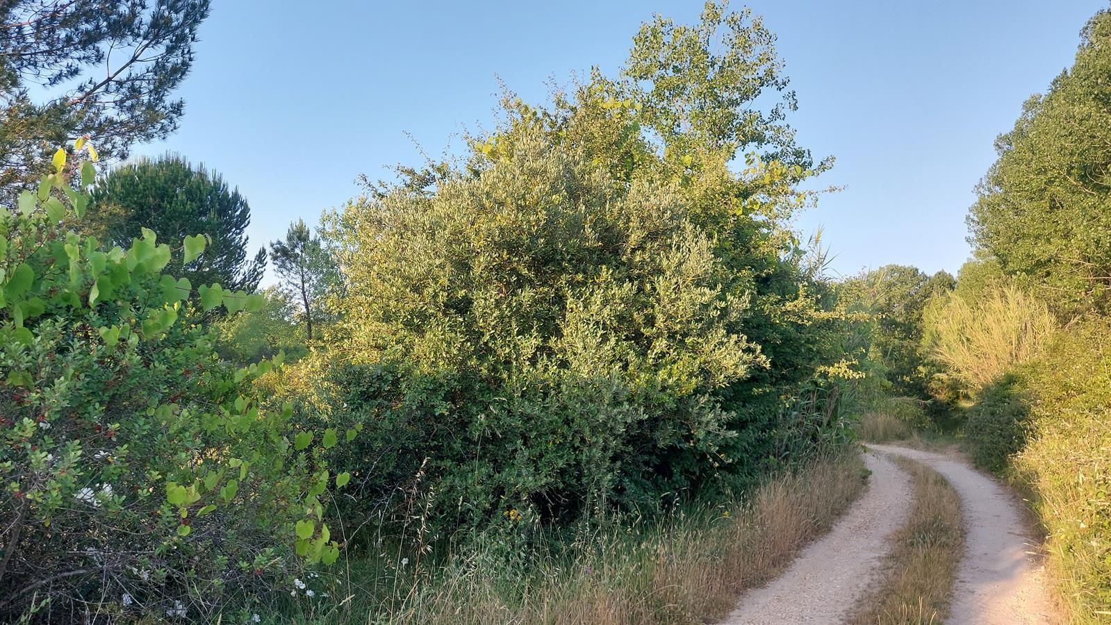 Lote 9